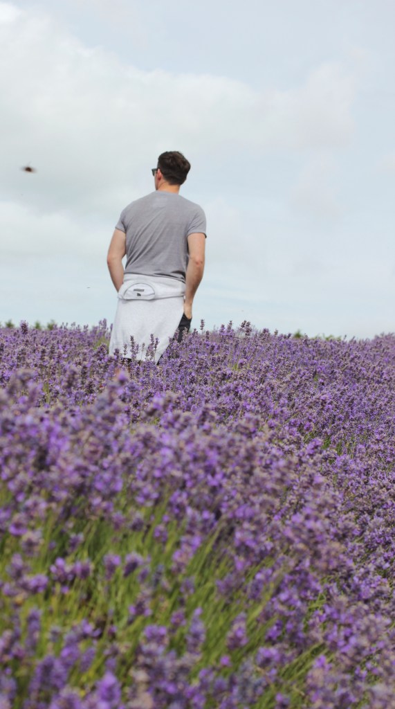Cotswold Lavender fields