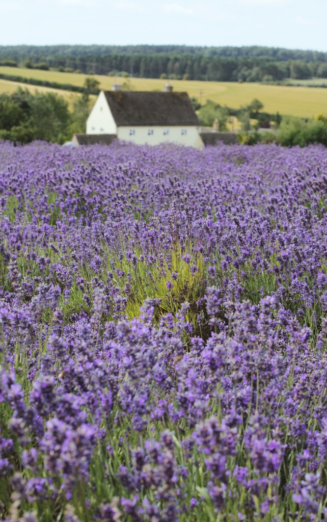 Cotswold Lavender field