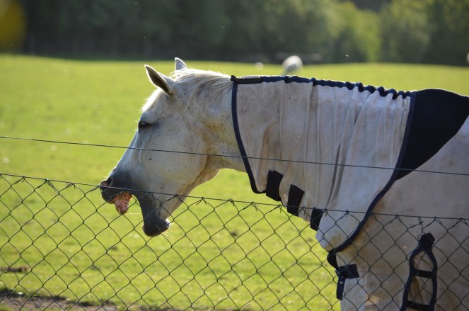 grey horse yawning