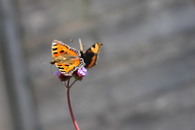 butterflies on viburnum