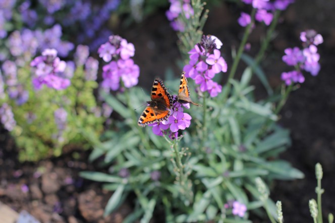 wallflowers and butterflies ace1abi