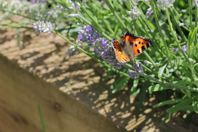 butterflies and lavender
