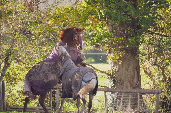 Two horses playing in the autumn sun