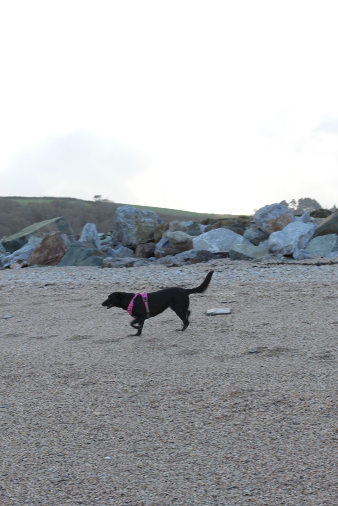 Rescue dog Bellat at Slapton Sands, Devon
