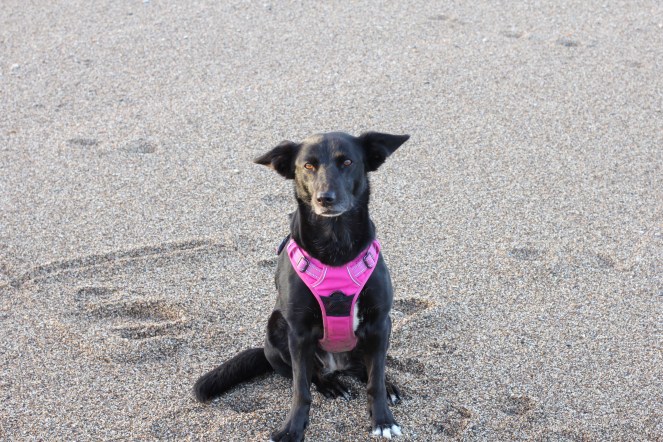 Rescue dog Bella at Slapton Sands, Devon