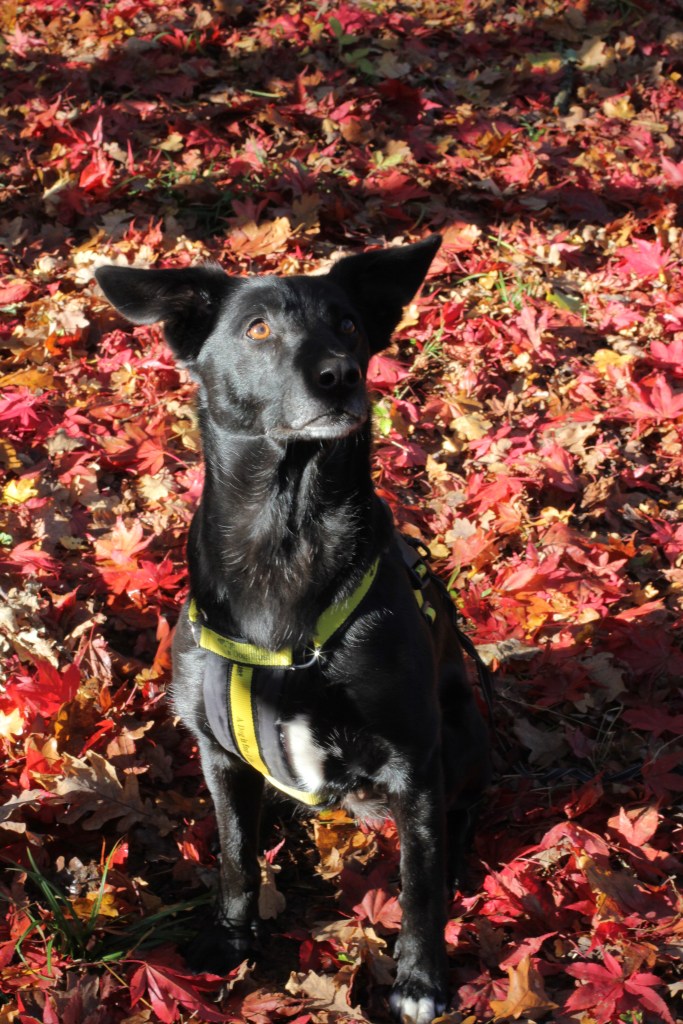 Dogs trust dog at Westonbirt Arboretum Cotswolds