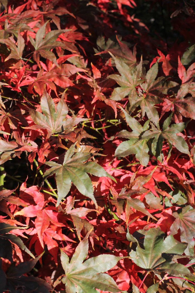 Westonbirt Arboretum Cotswolds