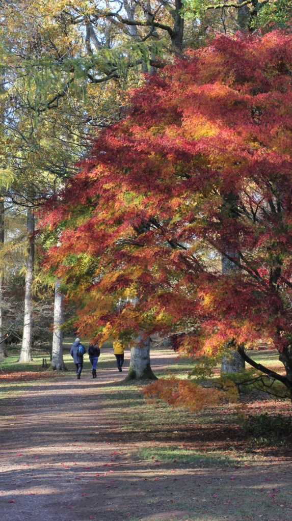 Westonbirt Arboretum Cotswolds