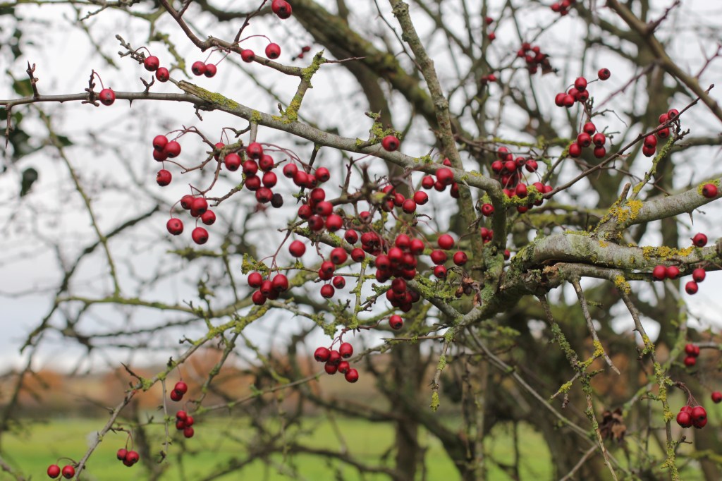 red berries on a branch on a autumn walk