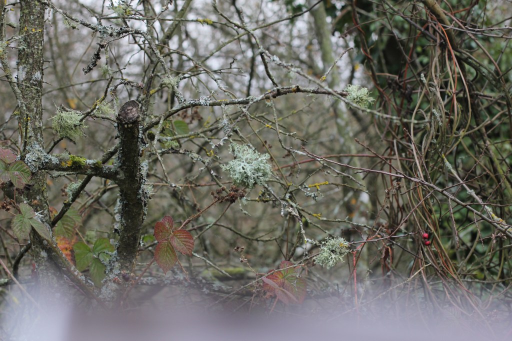 bare branches on autumn walk