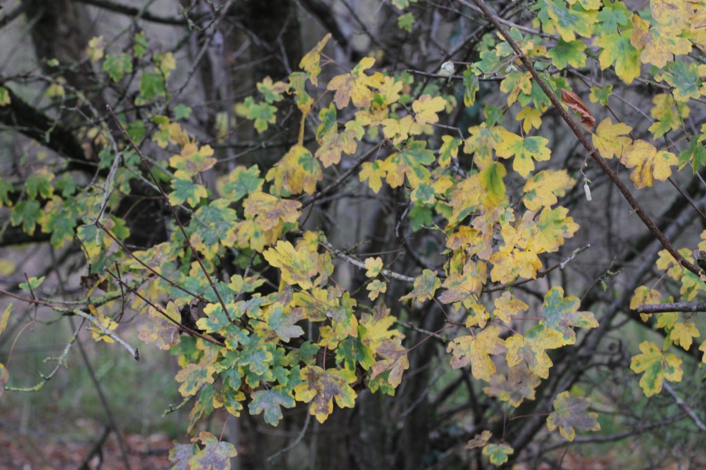 oak leaves changing colour