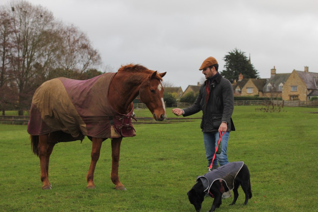 chestnut horse in a field