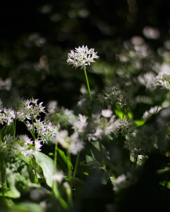 wild garlic flower in the sun