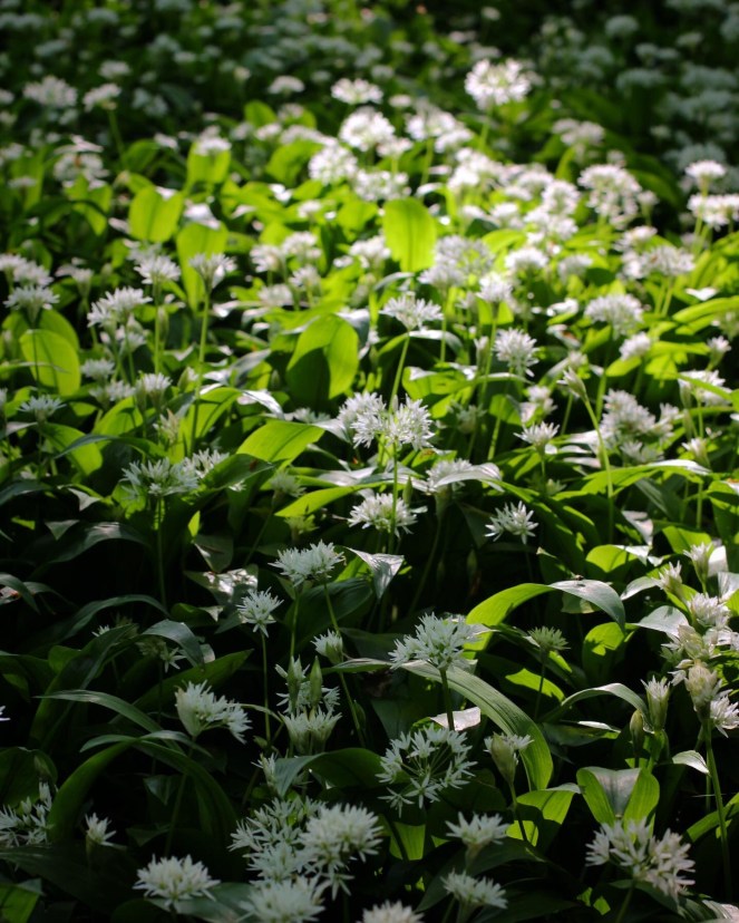 wild garlic in dappled sun