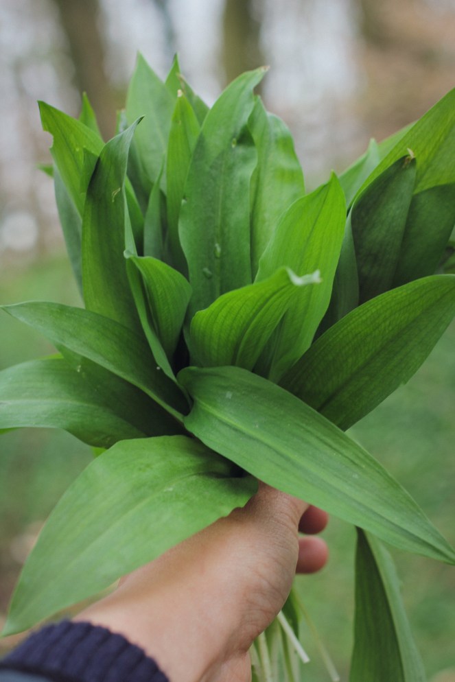 bunch of wild garlic leaves