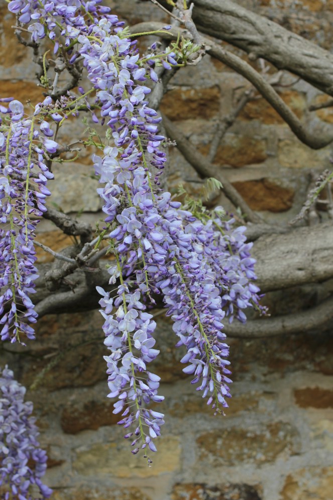 wisteria