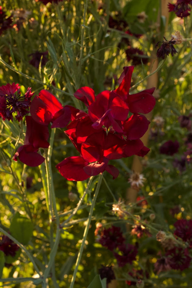 sweetpeas in the sunset