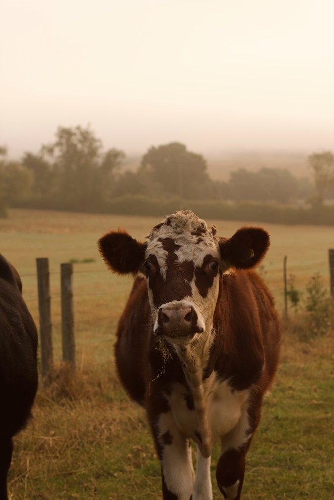 calf in the misty sunrise in the cotswolds