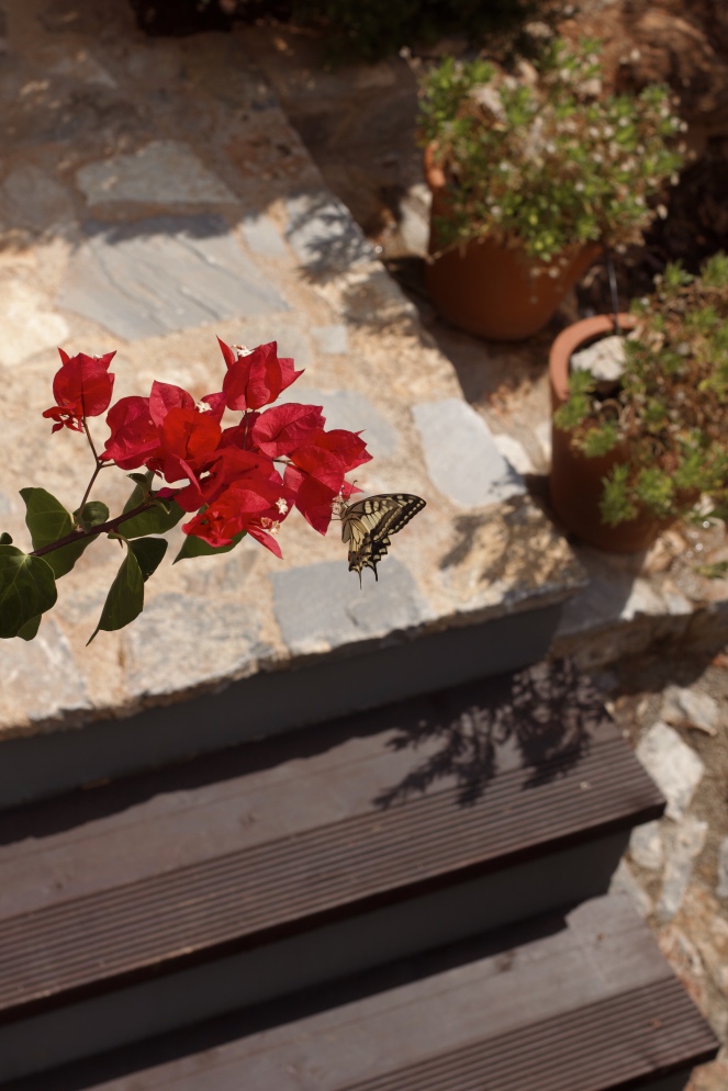 swallowtail butterfly, villamarathon