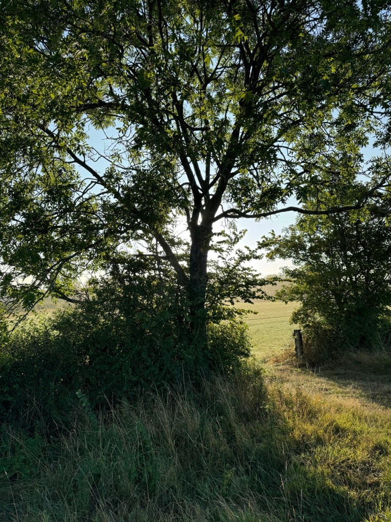 countryside walk in the Cotswolds