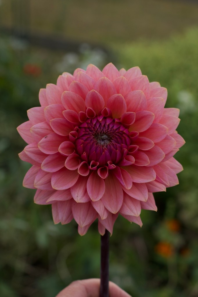 flowering pink dahlia