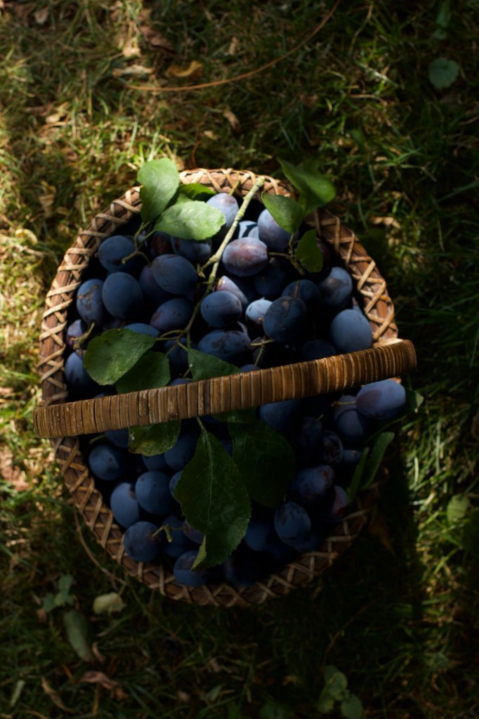 damsons in a wicker basket